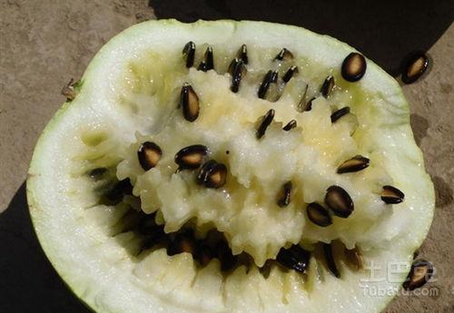 精神分裂吃籽瓜有好处吗,探寻食疗新途径