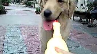 囧囧吃瓜狗,揭秘网络红狗的爆笑日常