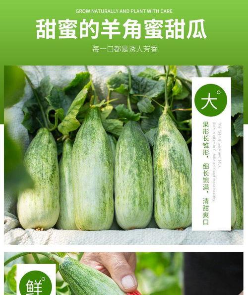 吃瓜新鲜应季水果,吃瓜新鲜,尽享应季水果美味 第3张 吃瓜新鲜应季水果,吃瓜新鲜,尽享应季水果美味 第3张