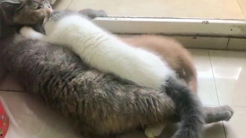 猫抢着吃瓜,瓜香四溢，喵星人大展身手