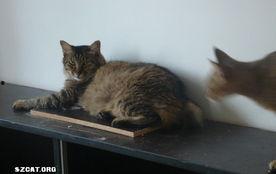 猫抢着吃瓜,瓜香四溢，喵星人大展身手  第2张